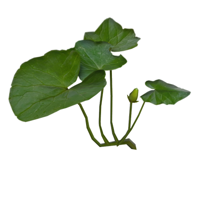 Pilewort Leaves Four Leaves With Bud 3D Model 3D Graphic