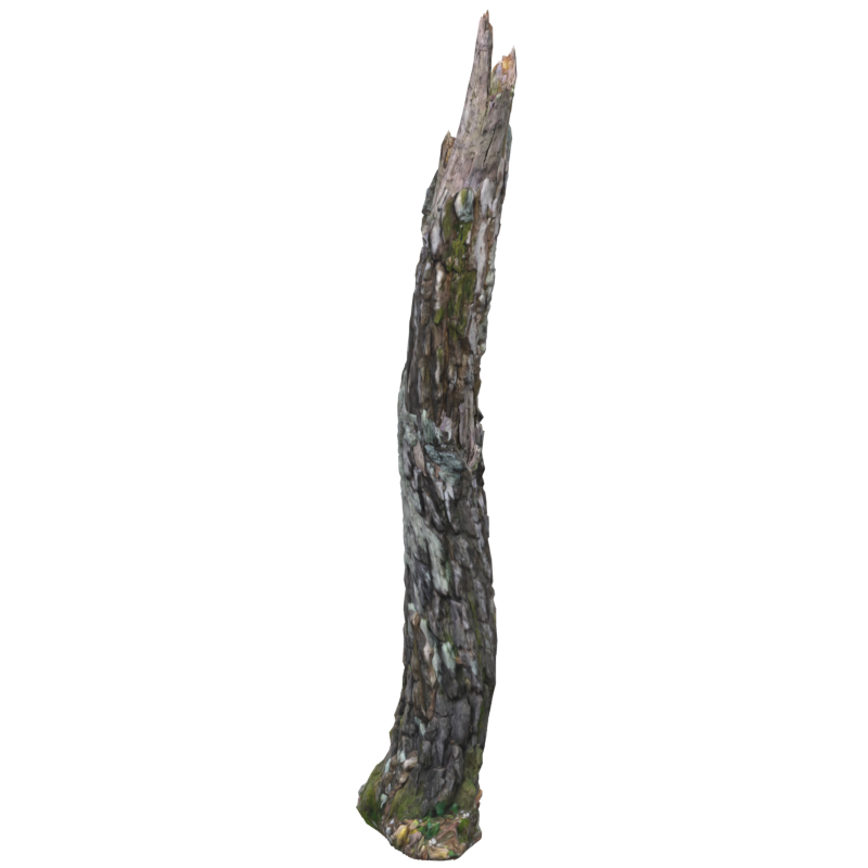 Crooked Dead Wood Birch Trunk 3D Model