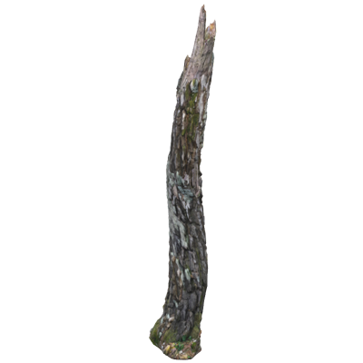 Crooked Dead Wood Birch Trunk 3D Model 3D Graphic