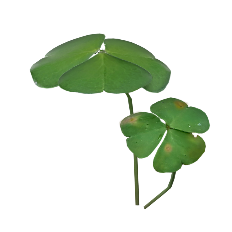 Small Clover Leaves 3D Model Sorrel Wood