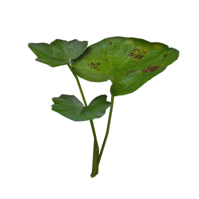 Three Pilewort Leaves 3D Model 3D Graphic