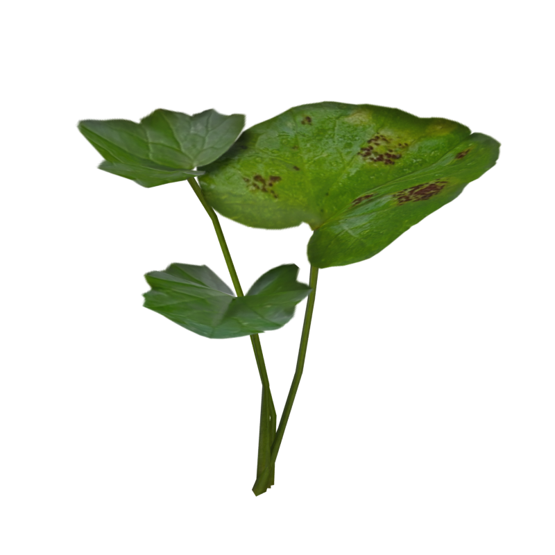 Three Pilewort Leaves 3D Model