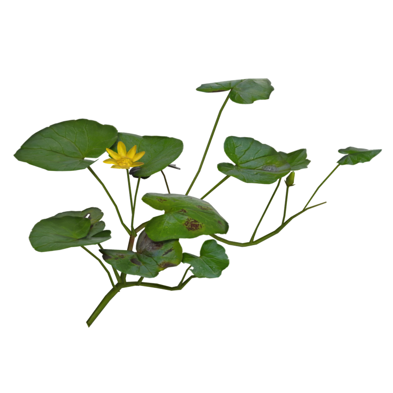 Pilewort Leaves With Yellow Flower In The Middle 3D Model