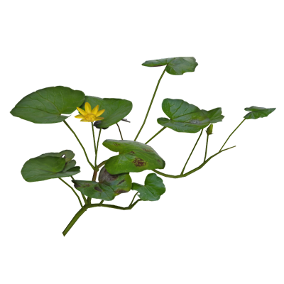 pilewort hojas con flor amarilla en el medio modelo 3d 3D Graphic