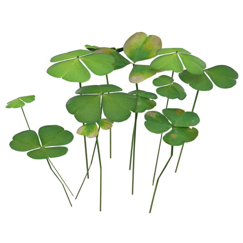 Clover Leaves 3D Model Sorrel Wood