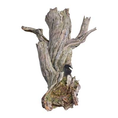 Fallen Dead Wood Birch Trunk With Branch 3D Model 3D Graphic