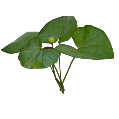 Pilewort Leaves Four Leaves With Flower Bud In The Middle 3D Model 3D Graphic