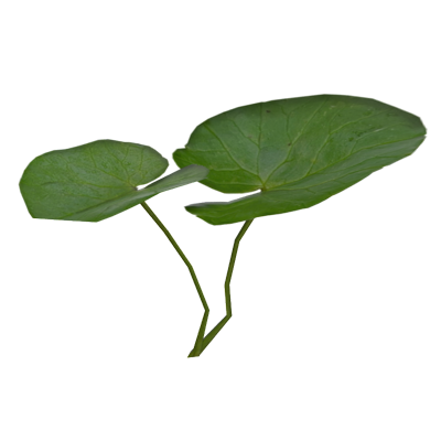 Small  Pilewort Leaves With Two Branches 3D Model 3D Graphic