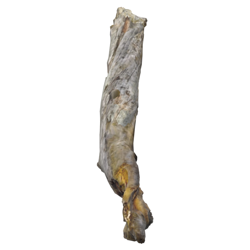 Fallen Pointy Dead Wood Birch Branch 3D Model