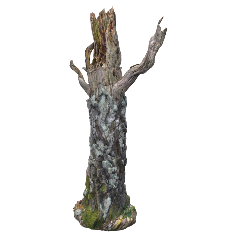 Large Dead Wood Birch Trunk 3D Model