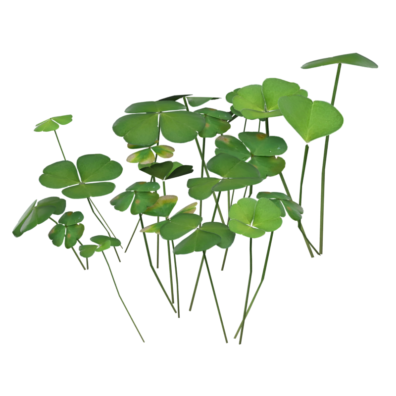 Clover Leaves Large Group 3D Model Sorrel Wood