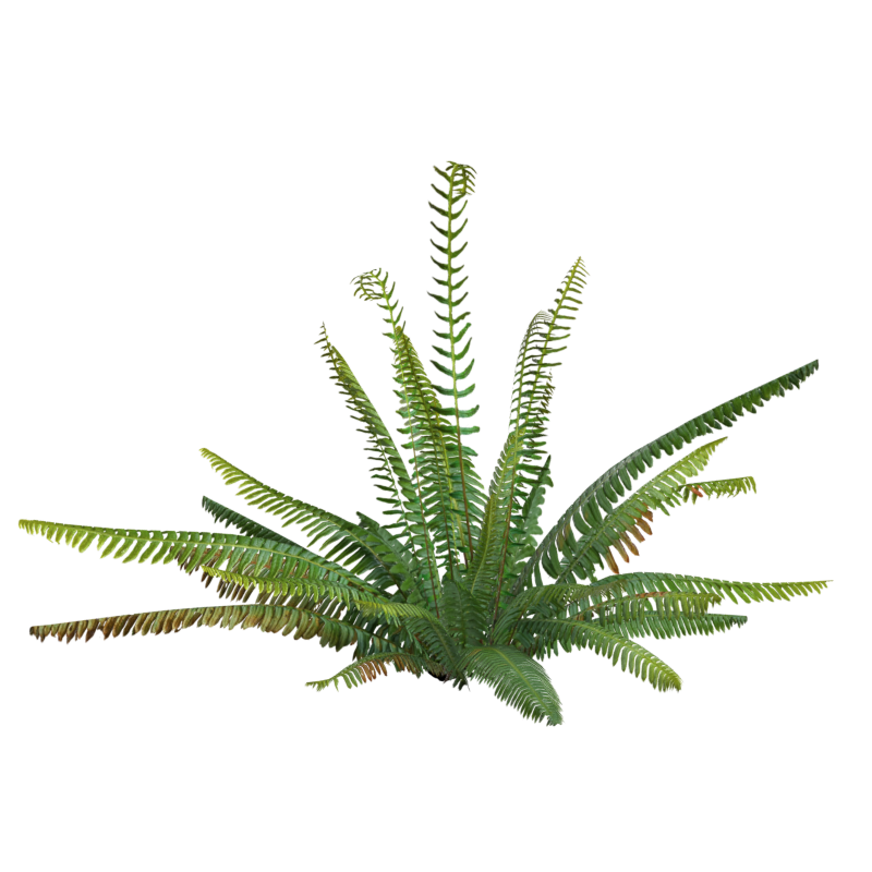 Big Deer Fern Leaves Modelo 3D