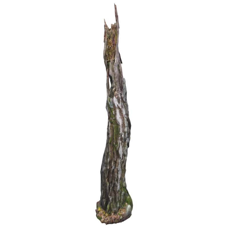 Tall Dead Wood Pointy Birch Trunk 3D Model