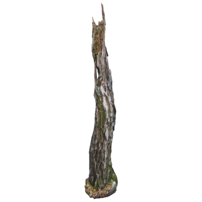 Tall Dead Wood Pointy Birch Trunk 3D Model 3D Graphic