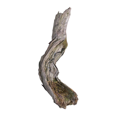 Twisted Dead Wood Birch Trunk 3D Model 3D Graphic