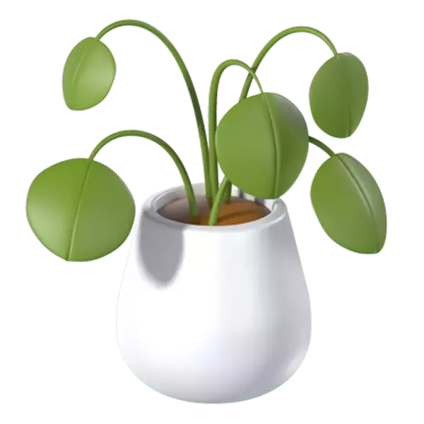 Pilea Peperomioides Plant 3d model--fecfa288-643c-483e-983f-ce9d7938f21e