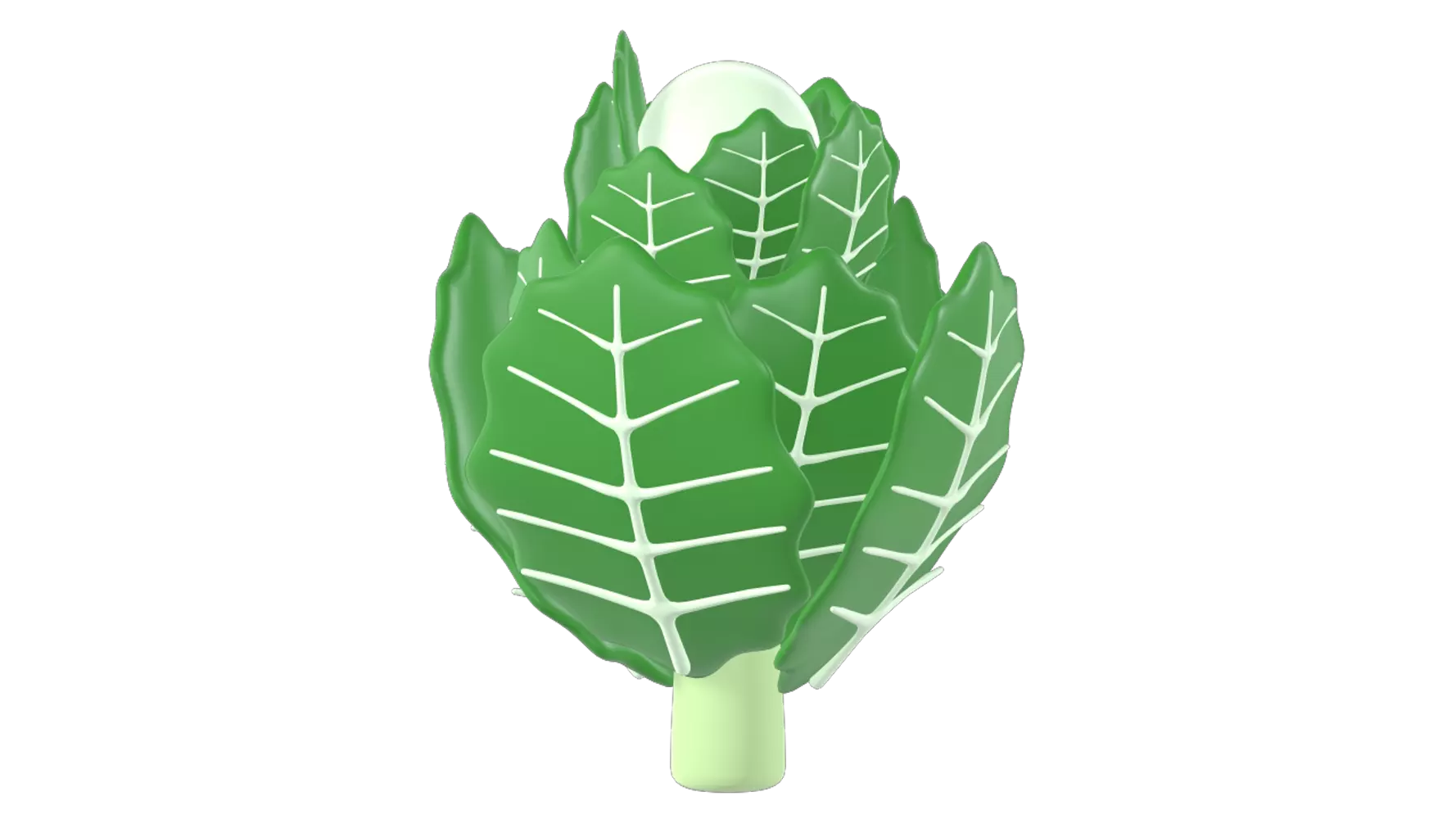 Chinese Cabbage 3D Graphic