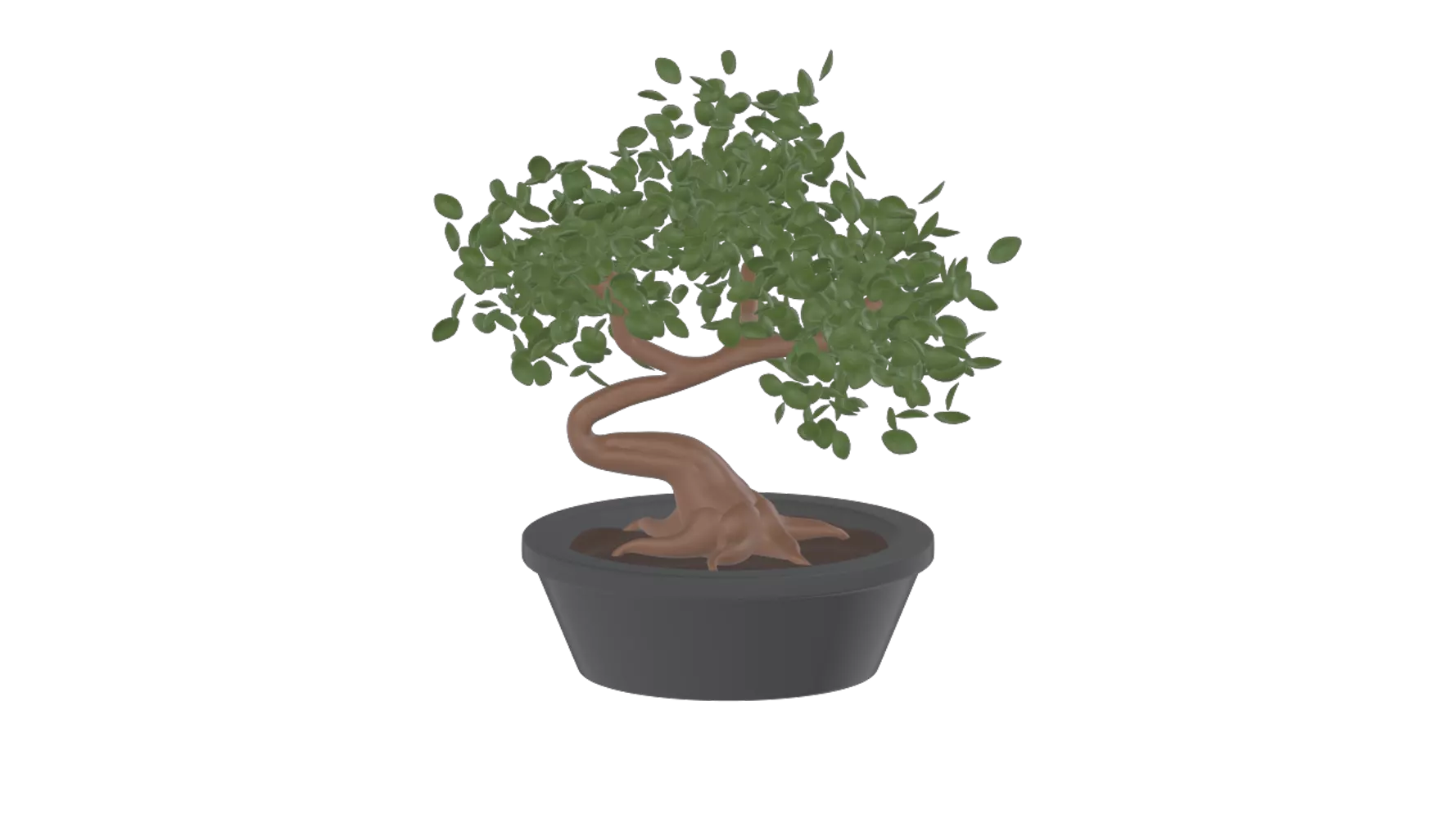 bonsai 3D Graphic