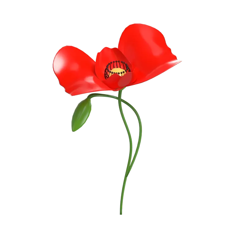 3D Poppy Flower Model With Bud 3D Graphic