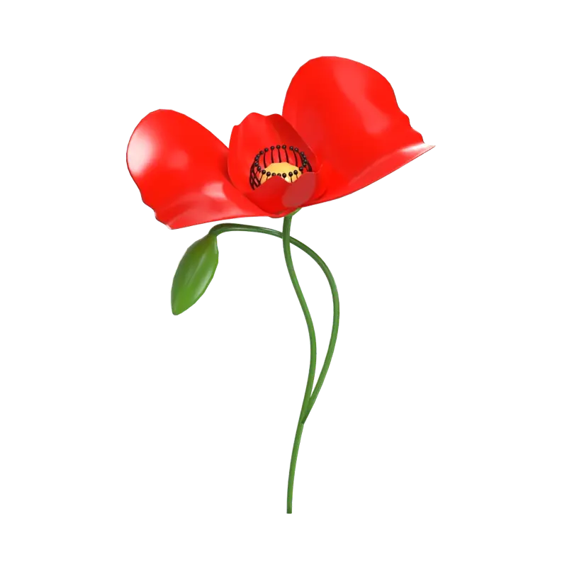 3D Poppy Flower Model With Bud