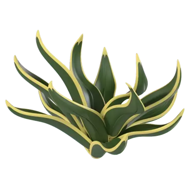 Dracaena Reflexa 3D Graphic