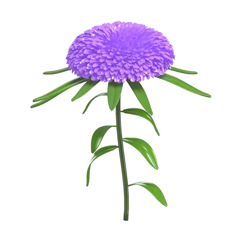 紫色のキクの花の3Dモデル