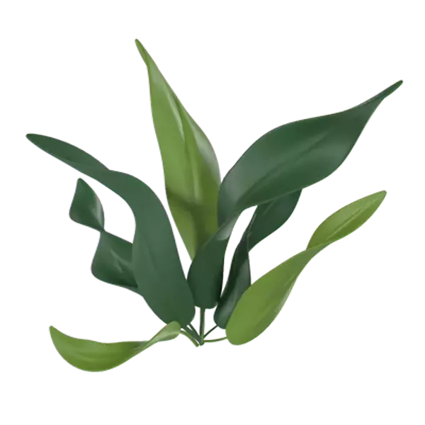 Aspidistra 3D Graphic