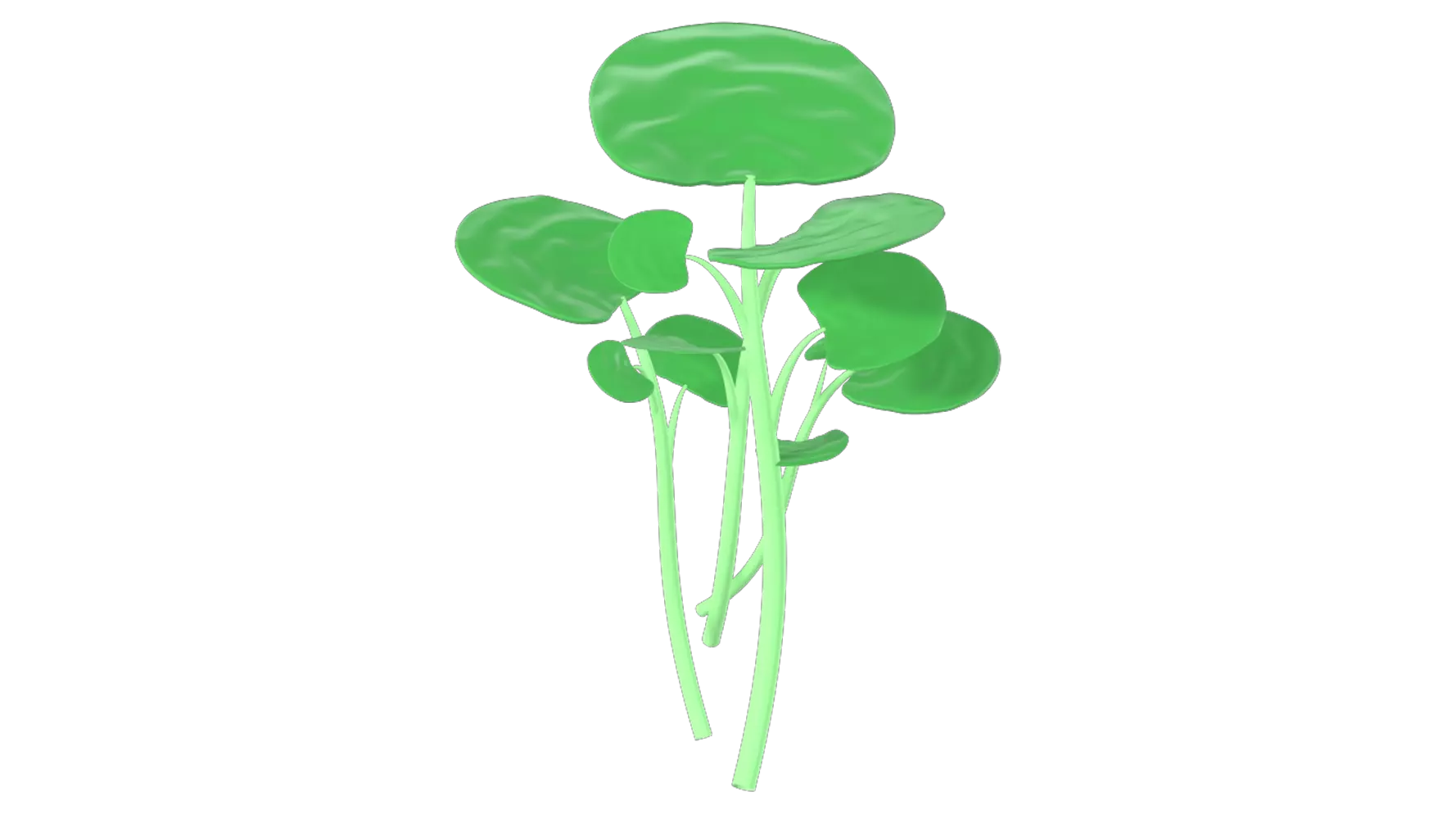 Watercress 3D Graphic