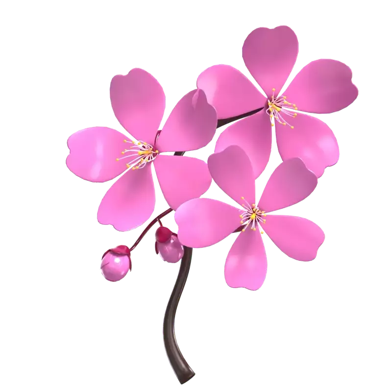 3D Cherry Blossom Model Blooms and Buds 3D Graphic