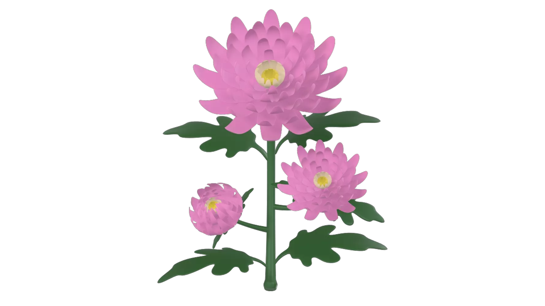 Chrysanthemum 3D Graphic