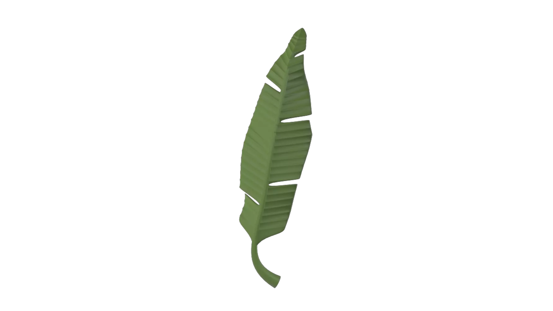 Banana Leaf 3d model--36a01cdc-bdf0-4cee-b9b3-aad4fd6547c0