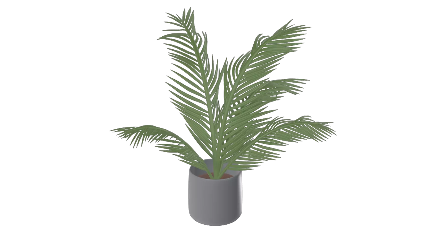 Coconut Tree With Pot 3D Graphic