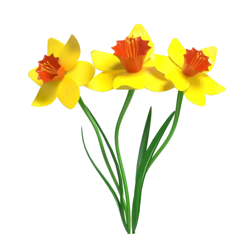 3D Daffodil Flower Model With Three Stems 3D Graphic