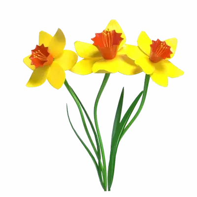 3D Daffodil Flower Model With Three Stems 3D Graphic