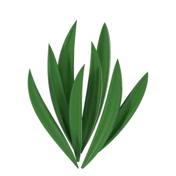 Aloe Vera 3d model--d825ed56-6f4f-41a5-b7a0-fab1b8ce0fad