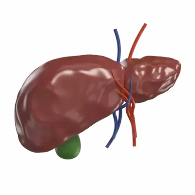 Liver 3D Graphic