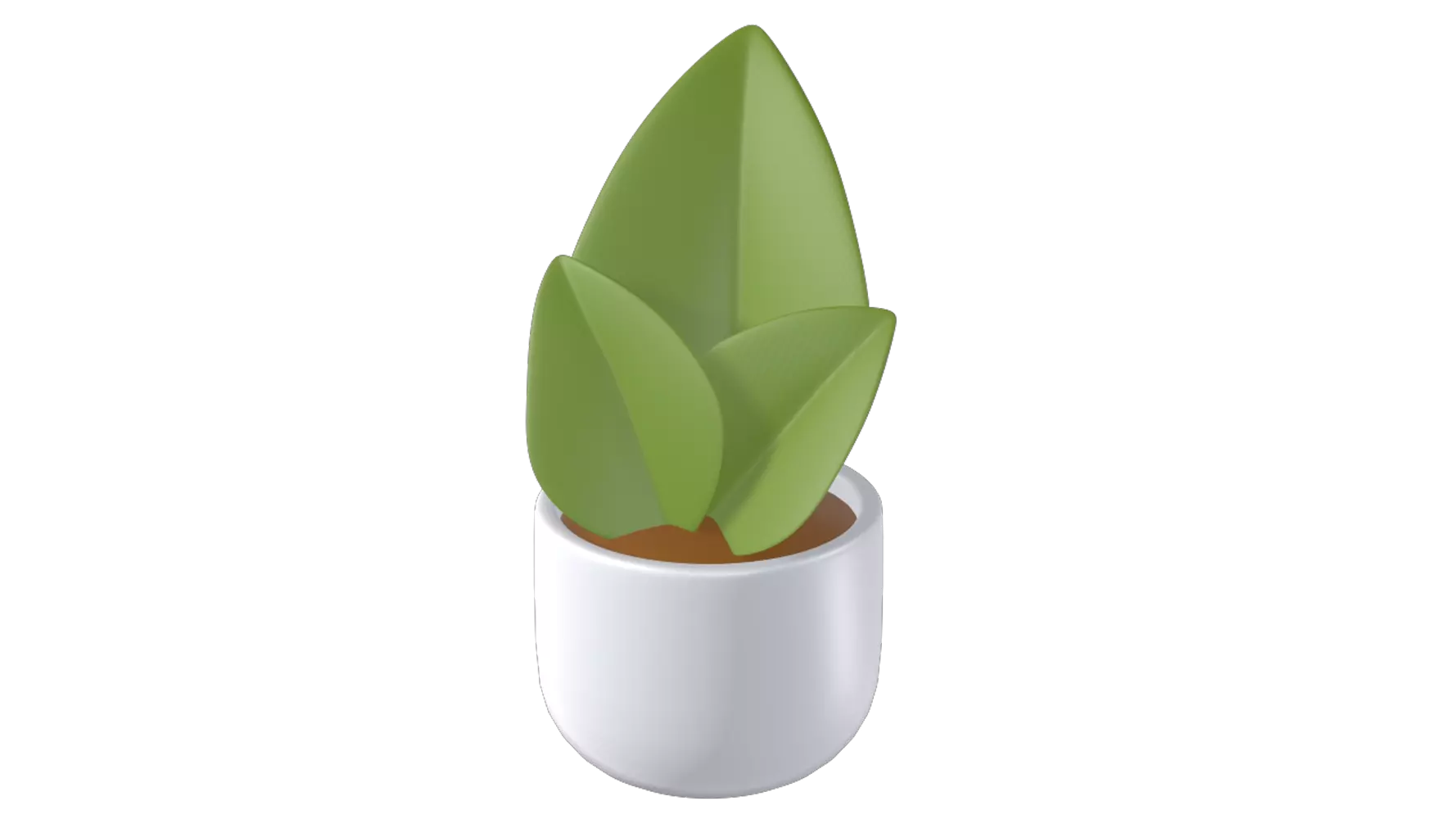 Sansevieria Masoniana Plant