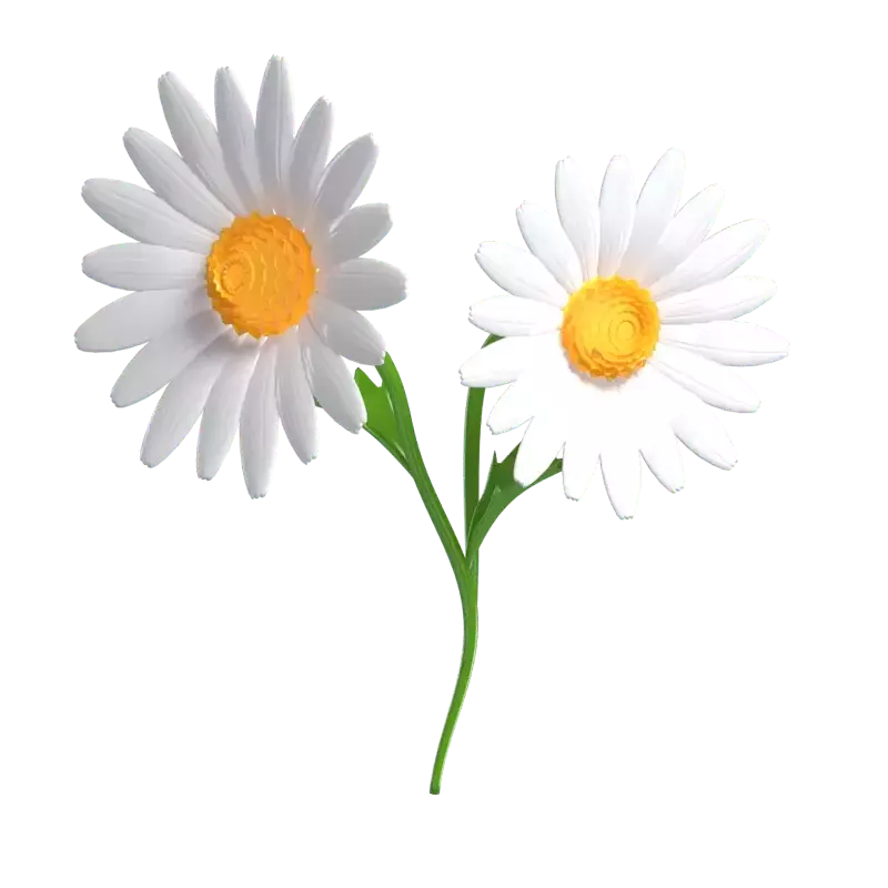 3D Daisy Flower Model Two Cheerful Bloom 3D Graphic