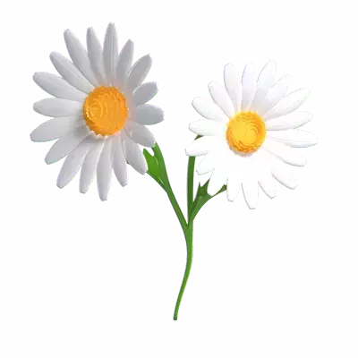 3D Daisy Flower Model Two Cheerful Bloom 3D Graphic