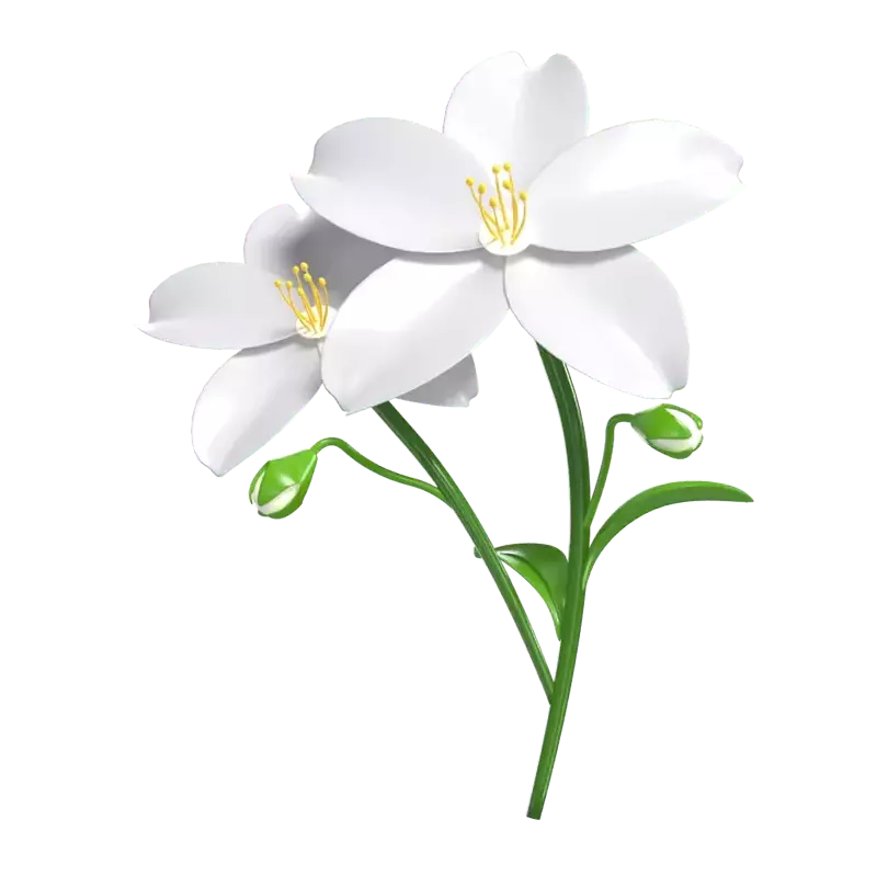 Jasmine Flower 3D Model Of Two Blossoms And Buds 3D Graphic