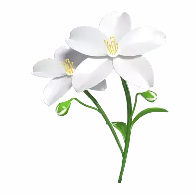 Jasmine Flower 3D Model Of Two Blossoms And Buds 3D Graphic