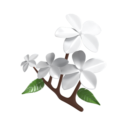 3D Frangipani Cute Tropical Floral Beauty 3D Graphic