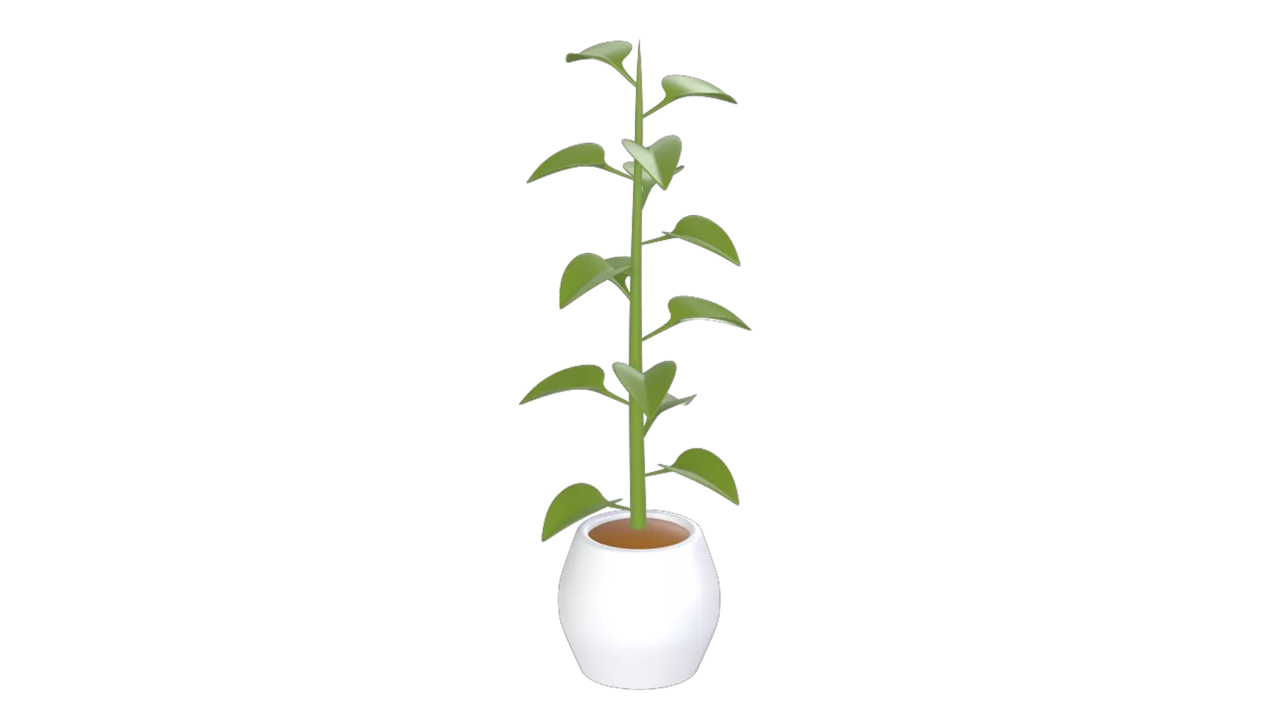 Piper Betle Linn Plant 3d model--f37da7a2-1cd7-4bb5-88e8-223ecd815ff5