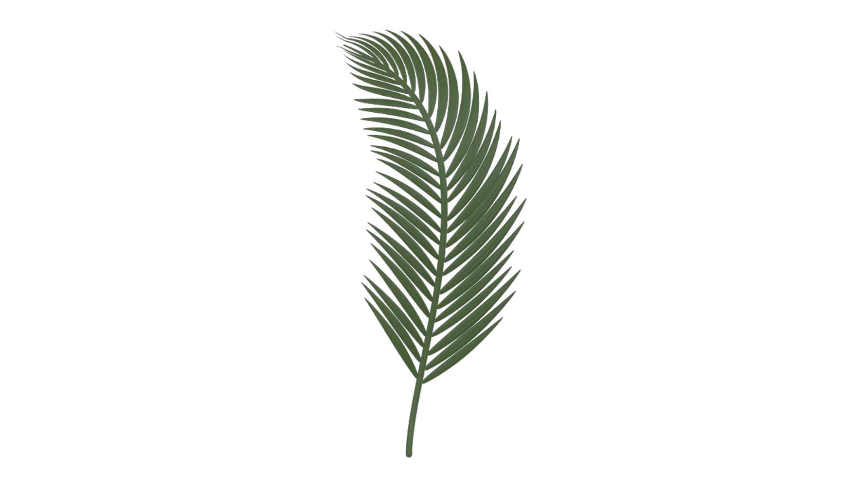 Palm Leaf 3D Graphic