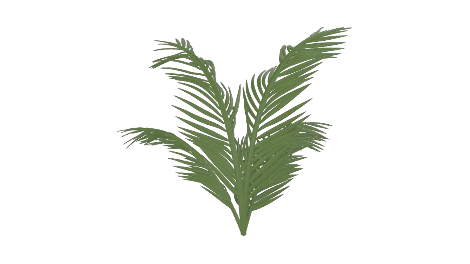 Coconut Leaves 3D Graphic