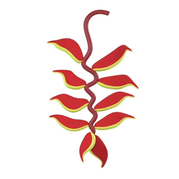 Heliconia Rostrasta 3D Graphic