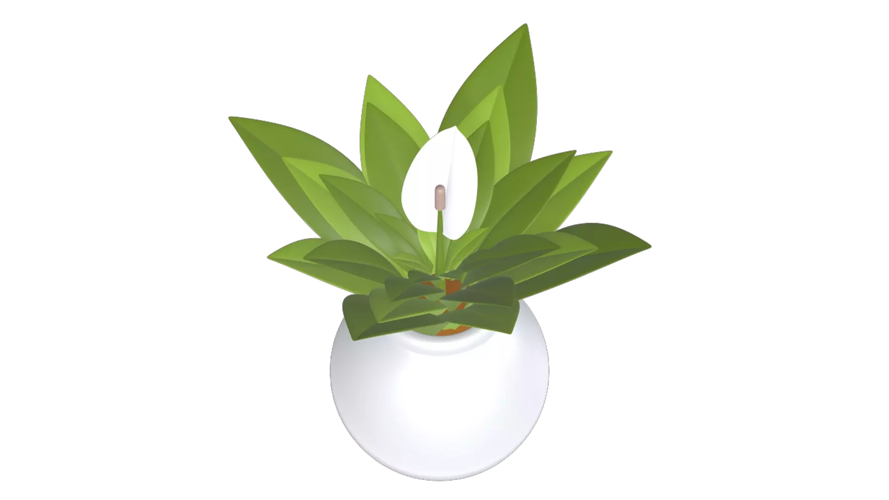 Spathiphyllum Plant 3D Graphic