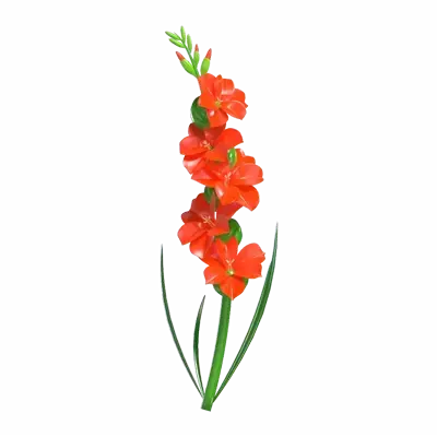 3D Model of Orange Gladiolus Flower 3D Graphic