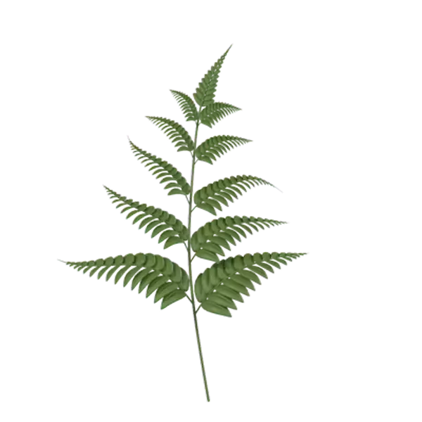 Fern Leaf 3D Graphic