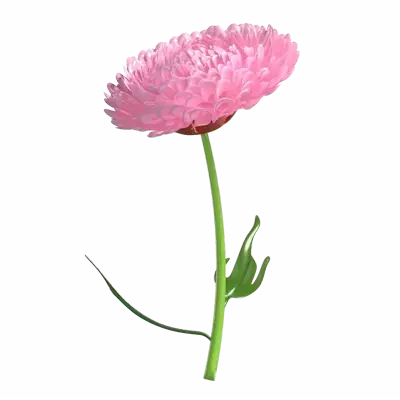 3D Chrysanthemum Flower Model Detailed Petal Arrangement 3D Graphic